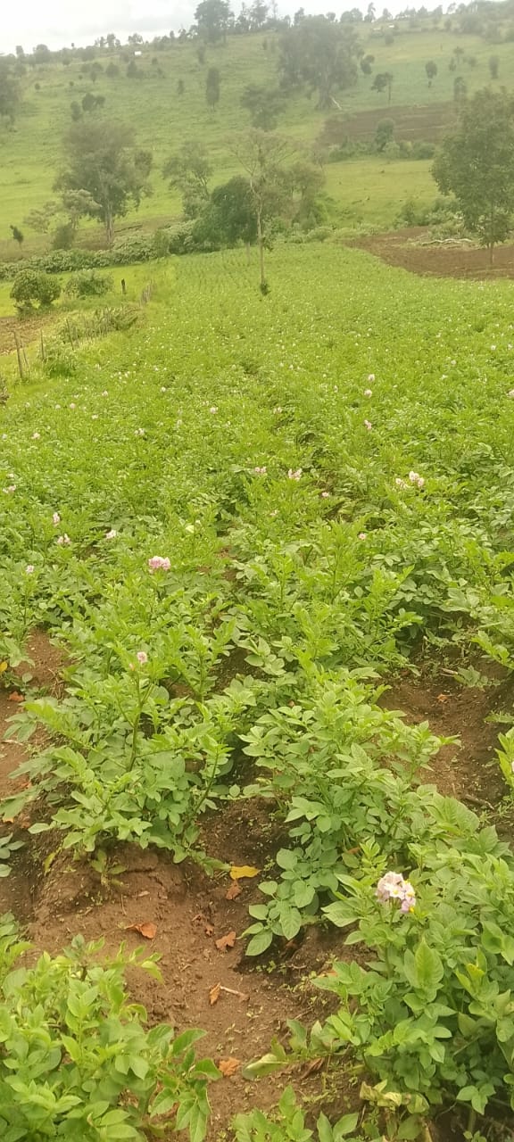 Fresh Potatoes from Kenya